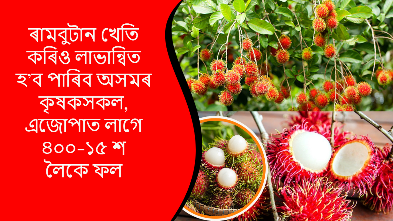 ৰামবুটান ফল- Rambutan fruit farming System & its benefits