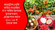 Rambutan : জানো আঁহক নতুন ফলবিধৰ কৃষি পদ্ধতি আৰু লাভালাভসমূহৰ বিষয়ে