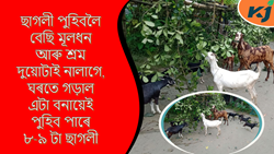 Goat farming Simple tips & its benefit