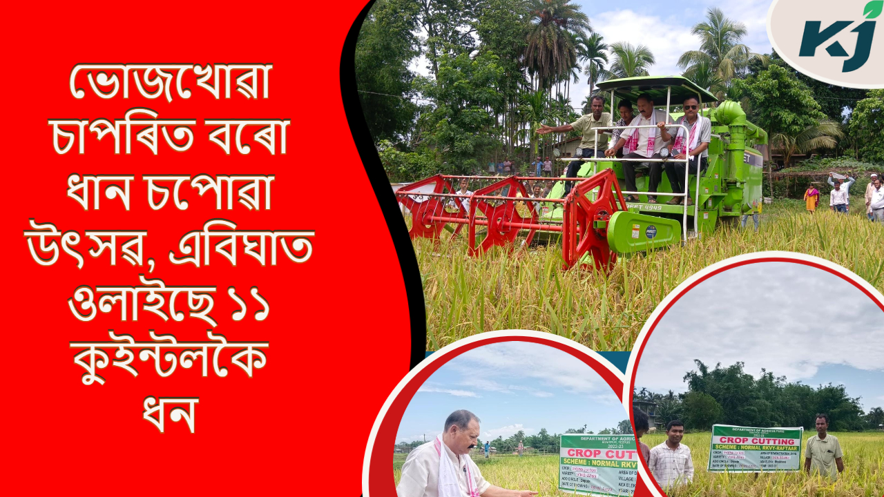 Paddy Grand Harvest Programme  in Bhokhua chapa