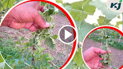 Ridge gourds unknown diseases in Golghat