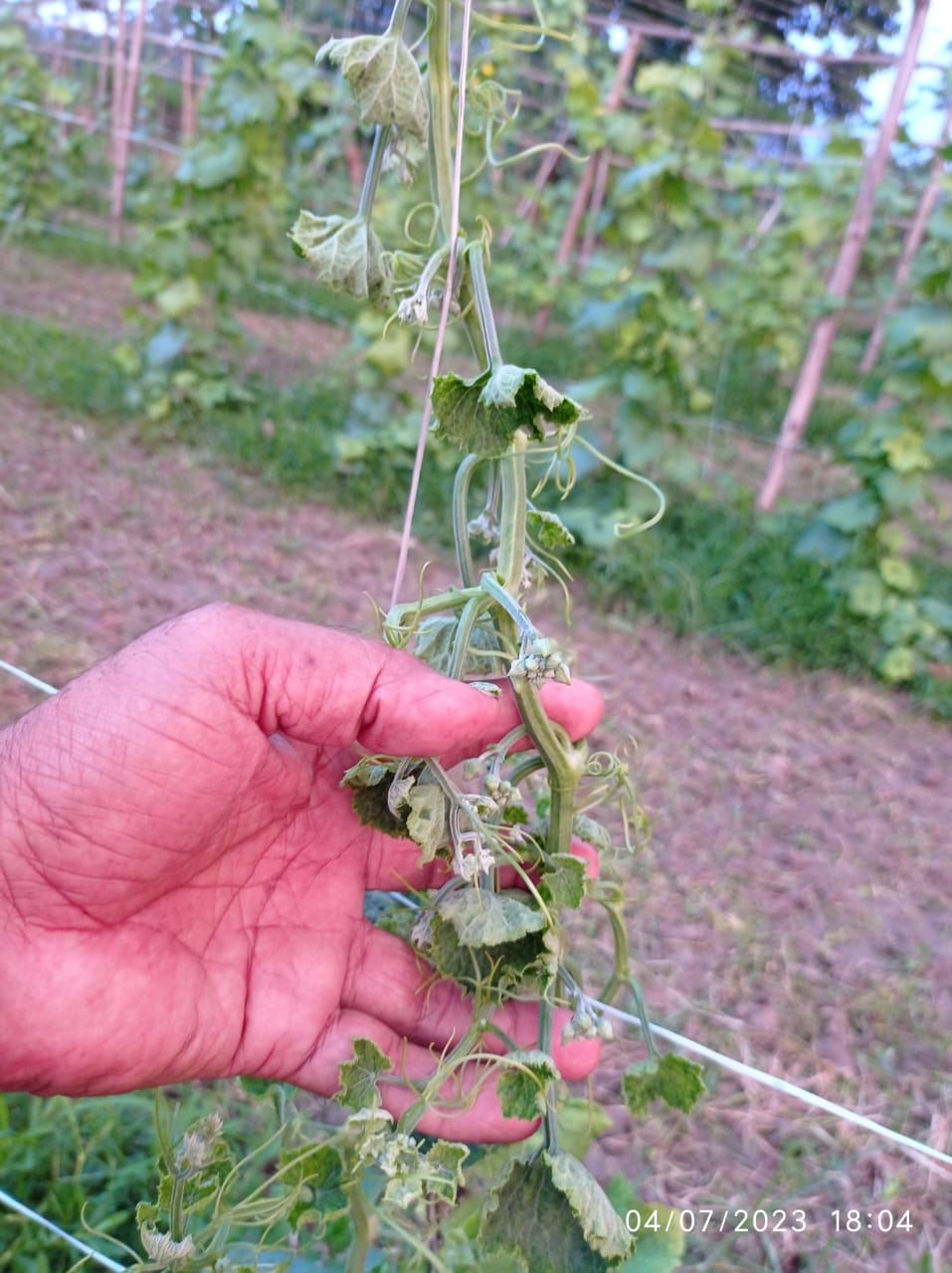 Ridge gourds unknown diseases in Golghat