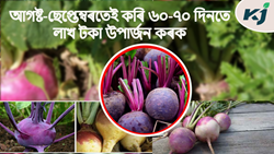 Turnip Farming Methods & its benefit