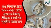 Amur cup  :  মীনপালকসকলে আমুৰ কাৰ্প পালন কৰি আয় বৃদ্ধি কৰিব পাৰে!