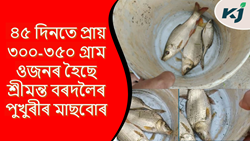 Increase your income in the method of rearing Amur carp