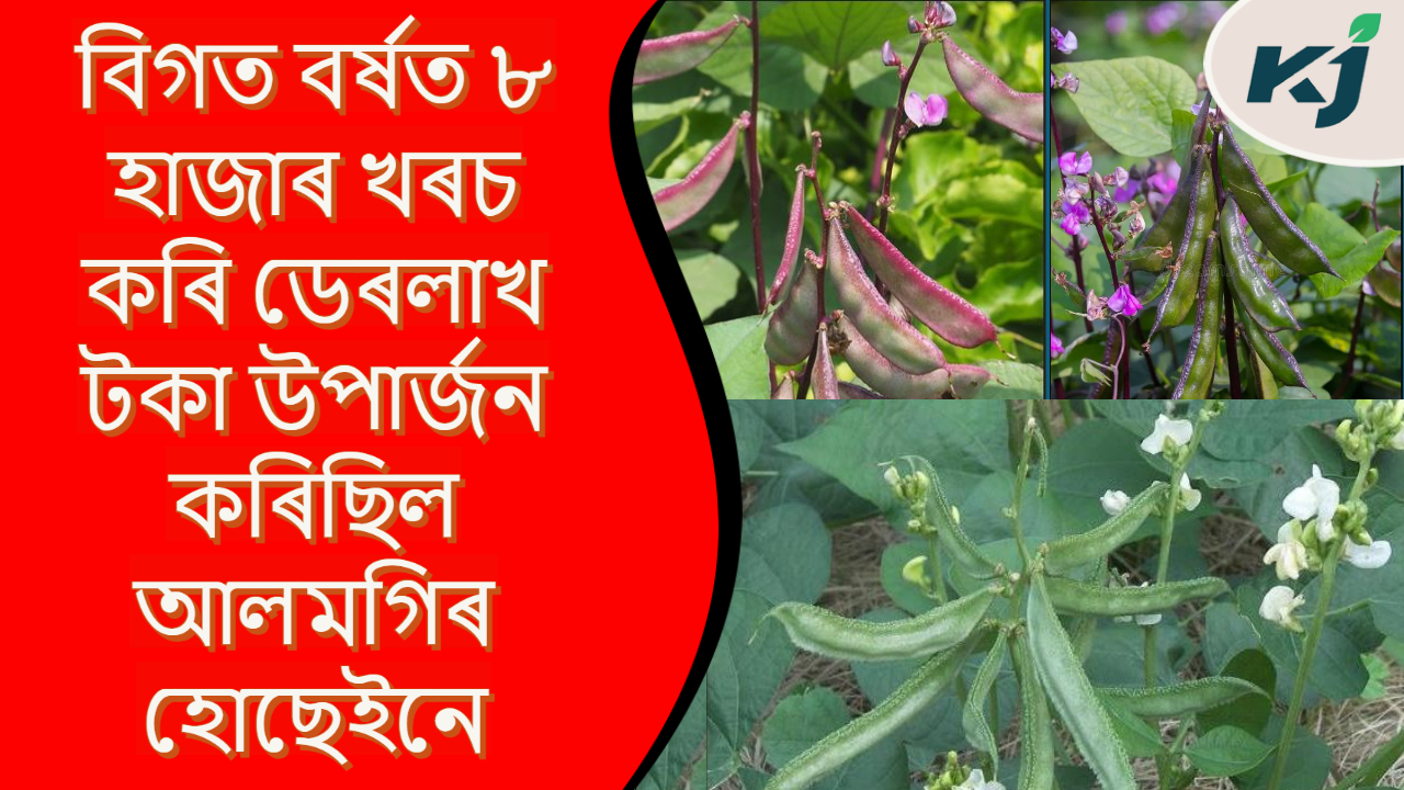 ওৰহীৰ খেতি কেনেকৈ কৰিব