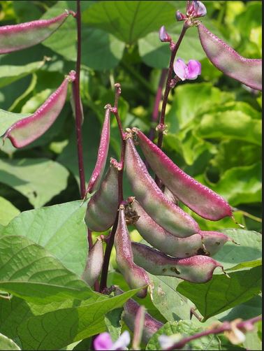 Indian bean farming Methods & its benefit