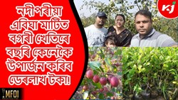 Plum farming methods & its benefit