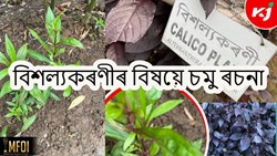 Deadly night shade Medicinal plants & its benefit