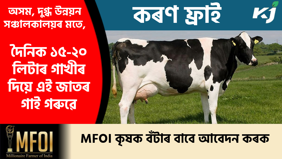 Karan Fries Cow Price & Benefit