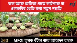 Vegetable Farming On Banana & Papaya Tree
