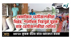 King chilly Farming in Dhemaji