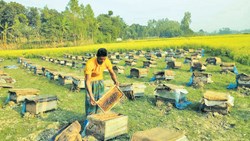 Mustard Farming with Bee farming