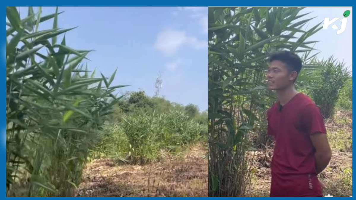 Amazing Jharu Cultivation in Assam