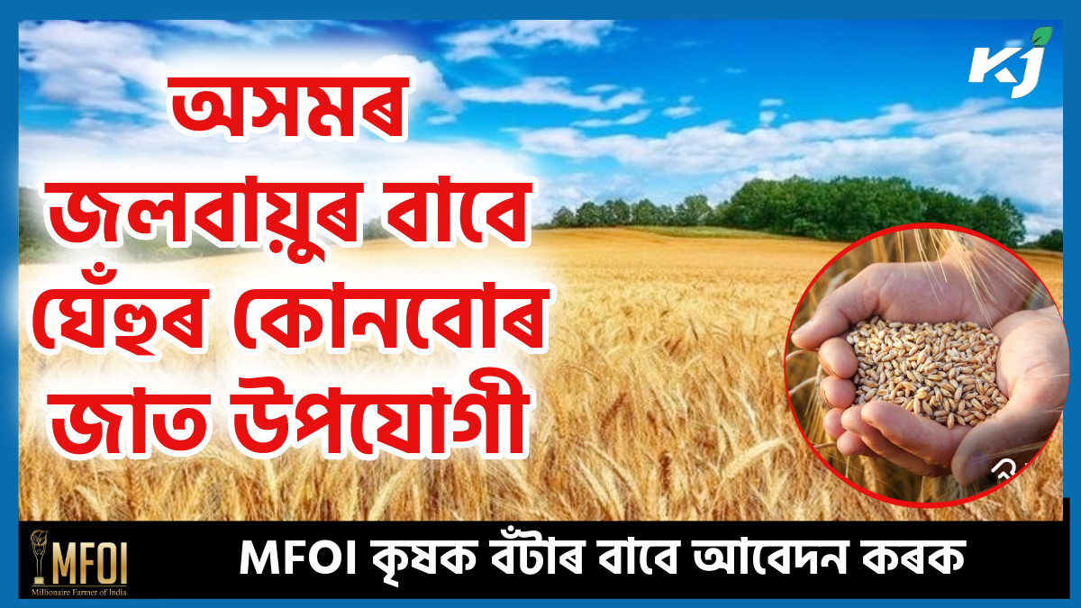 Wheat Farming Time & Best Variety of Wheat