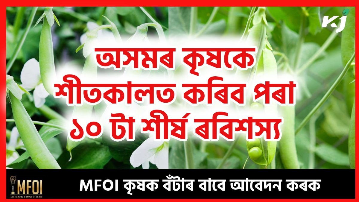 10 top winter crop of Assam