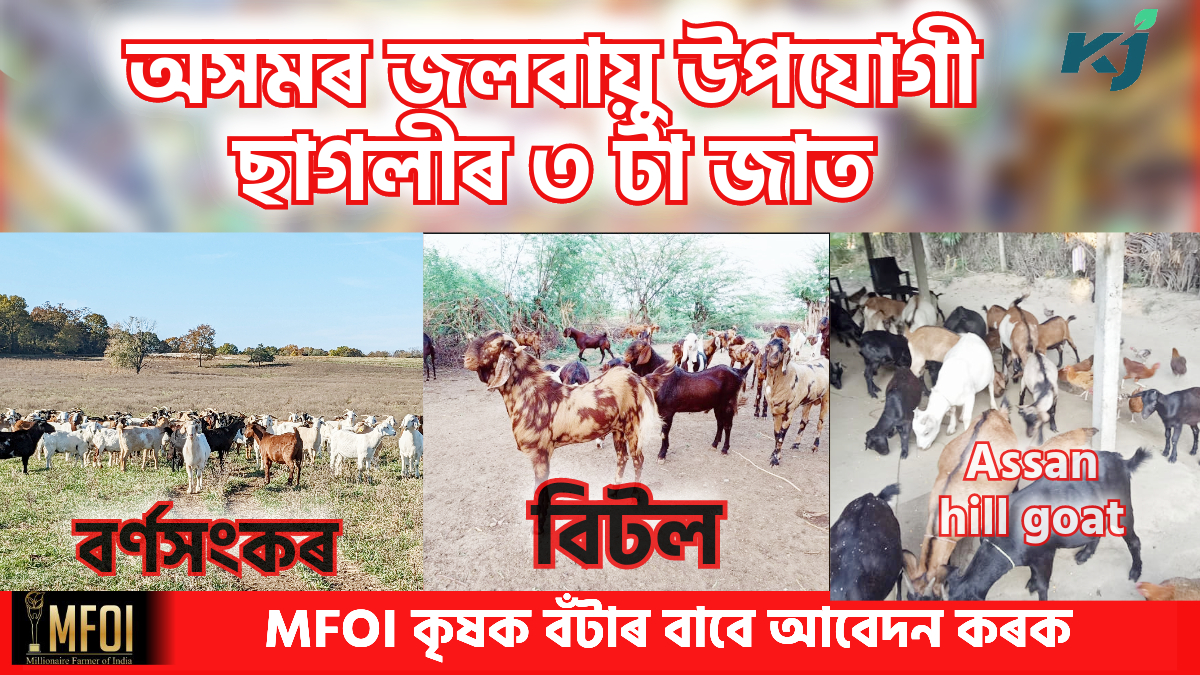 Three Best Goat Breed For Assam
