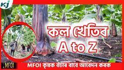 Banana farming A to Z