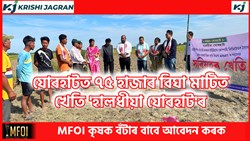 Huge Land Mustard Farming In Jorhat