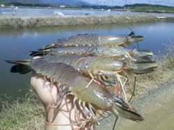 Prawns Cultivation  & its Benefit