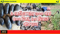 Black Potato Farming & Health Benefit