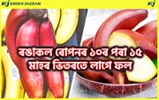 Red Banana Benefit : ৰঙাকলৰ ব্যৱসায়িক আৰু স্বাস্থ্যৰ লাভালাভসমূহ