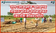 Zero tillage Farming : কেৱল নৰা কাটিয়েই ধান চপোৱা পথাৰত কৰক আলু, সৰিয়হয়ৰ লগতে অন্যান্য শস্যৰ খেতি