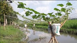 Bangladeshi farmers gets benefit from new farming methods