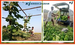 Some picture of Farmers Rajumoni bhuyan's Bottle Gourd Farm