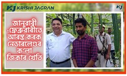 black Ridge gourd farming & its benefit