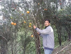 Orange Farming in West Guwahati