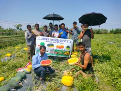 Watermelon New Variety : Its farming Methods & Benefit