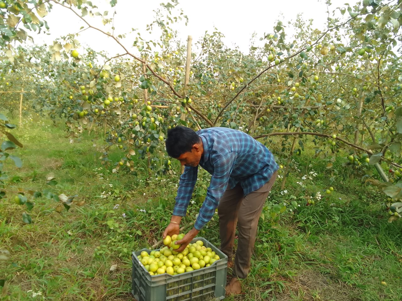 Apple berry Farming
