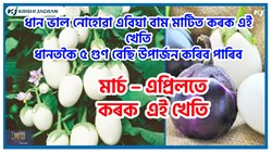 Egg Plant Farming benefit