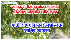 New Variety bitter gourd farming benefit