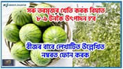 Taiwanese mini watermelon : সৰু তৰমূজৰ খেতি কৰক বিঘাত ৮-৯ টনকৈ উৎপাদন কৰক