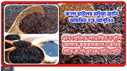 Black rice Health & Farming benefit