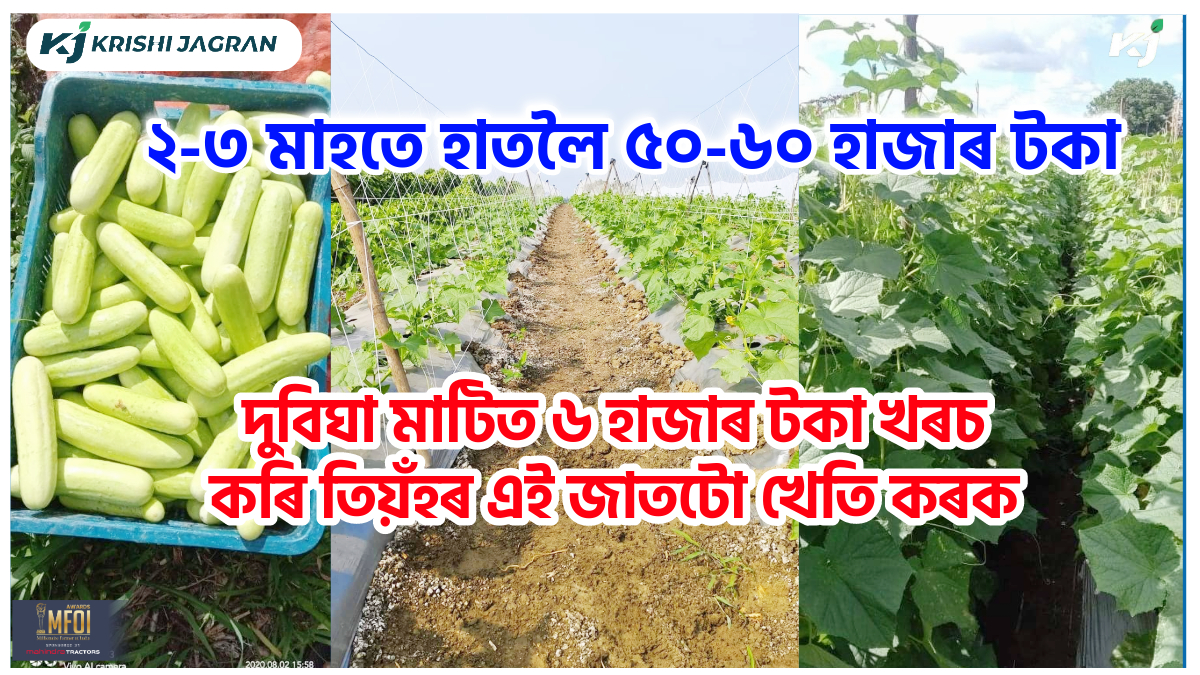 Cucumber Farming Benefit