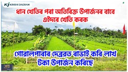 Banana Farming with Paddy Farming
