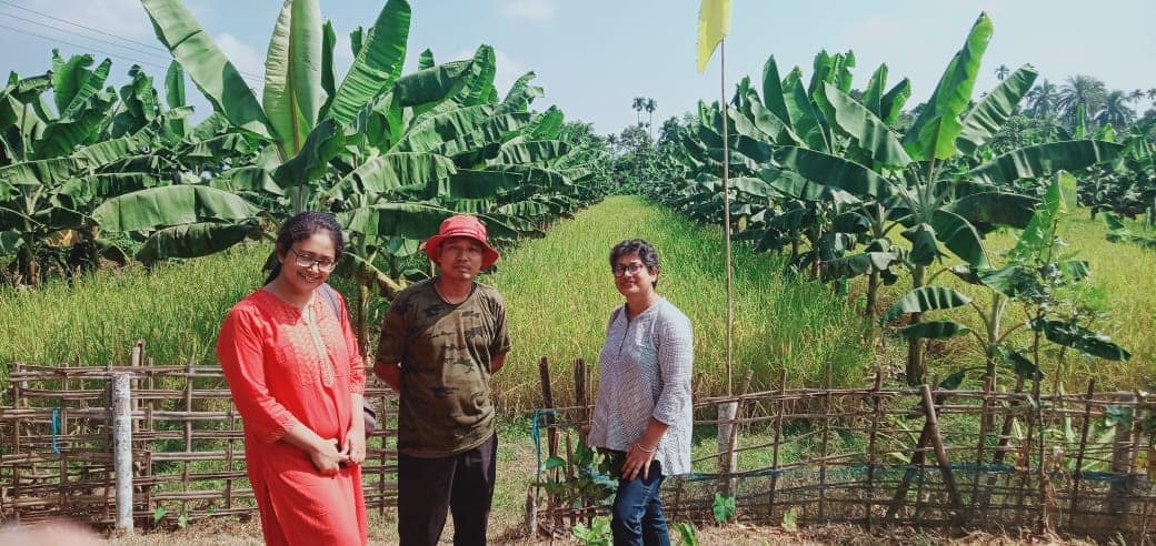 paddy farming with Banana Farming