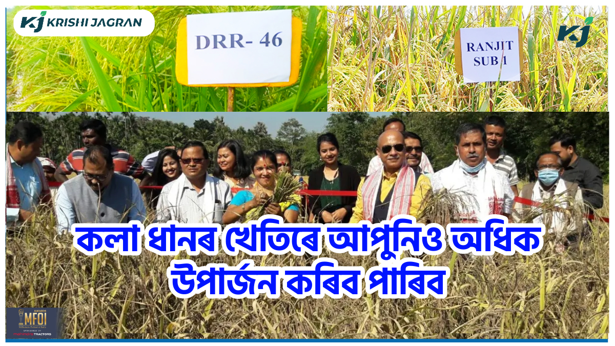 Black rice Health & Farming benefit