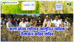 Black rice Health & Farming benefit (1)