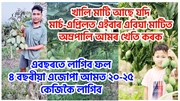 খালি মাটি আছে যদি মাৰ্চ-এপ্ৰিলত এইবাৰ এবিঘা মাটিত অম্ৰপালি আমৰ খেতি কৰক
