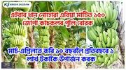 এইবাৰ ধান নোহোৱা এবিঘা মাটিত ১৫০ জোপা কাচকলৰ খেতি কৰক