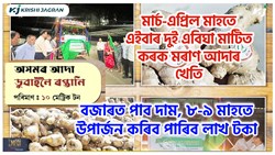 Moran Ginger Farming tips & its Benefit