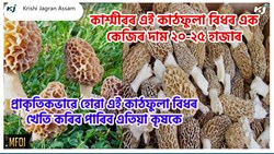 Morel mushroom Now Not Nutural