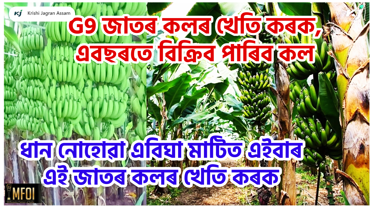 G9 Banana Farming Tips & Plantation time