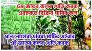G9 Banana Farming : ধান নোহোৱা এবিঘা মাটিত এইবাৰ এই জাতৰ কলৰ খেতি কৰক
