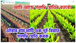 Turmeric Farming Tips & Benefit