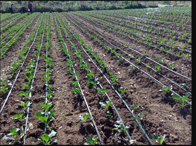 What is  Drip Irrigation?  & Its Profit